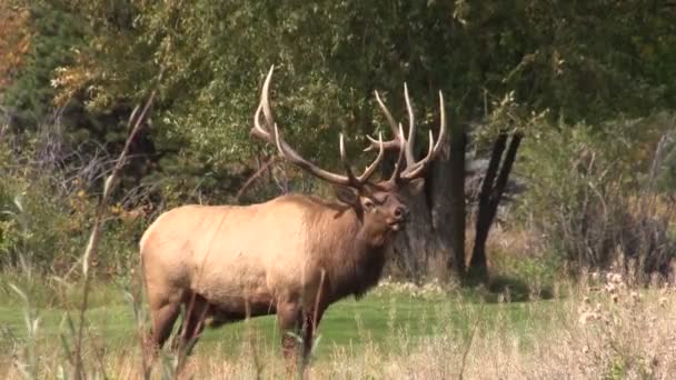 Bull Elk Bugling — Stock Video