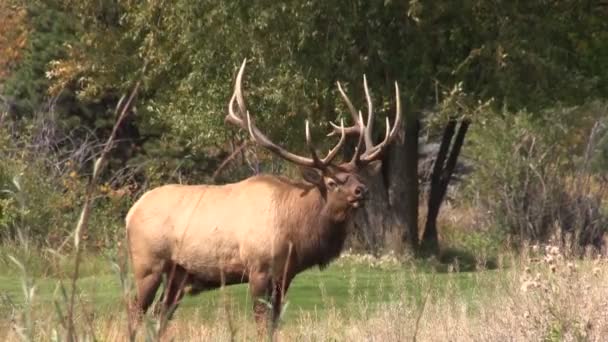 Bugling de alce de touro — Vídeo de Stock