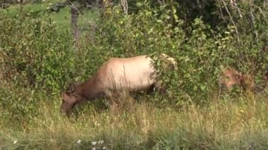 Elk inek