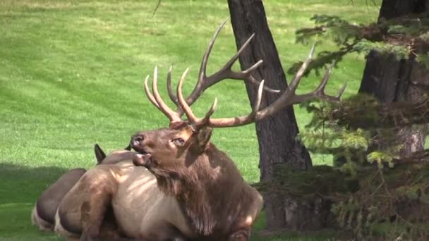 Bull Elk Bugling — Stock Video