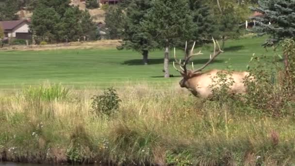 Bull Elk in Rut — Stock Video