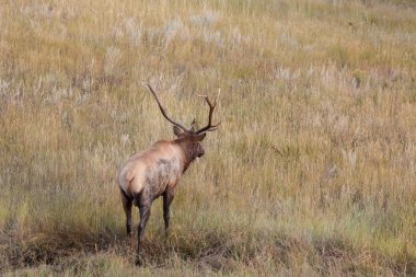 Rut 'ta Boğa Geyiği