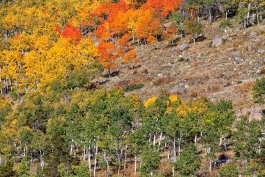 sonbahar dağ manzarası