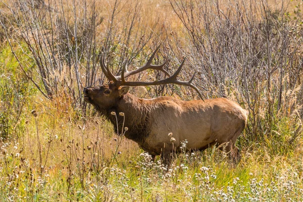Bull Elk Bugling — Stock Photo, Image