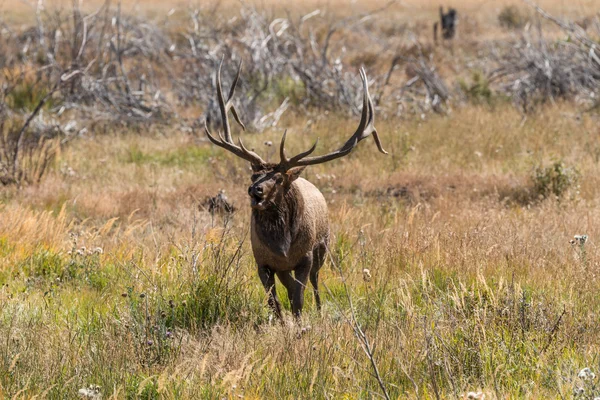 Toro Elk Bugling —  Fotos de Stock