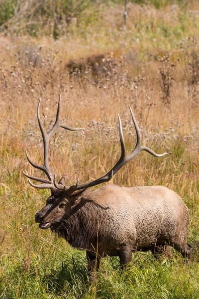 Bull Elk Bugling — Stock Photo, Image