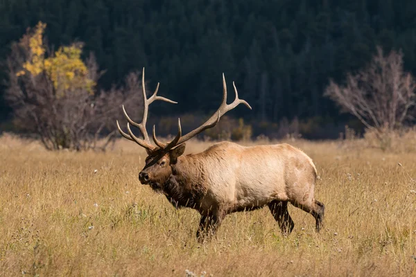 Býk elk — Stock fotografie