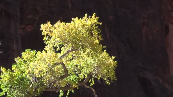 Trær i høst med mørk bakgrunn – stockvideo