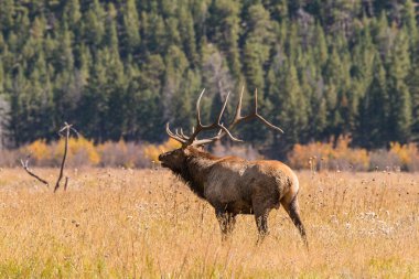 Bull Elk Bugling clipart