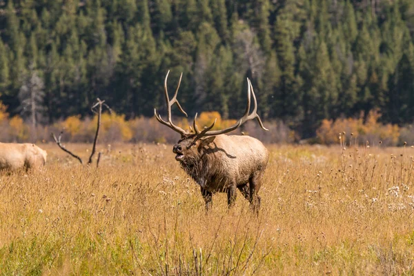 Bull Elk Bugling — Stock Photo, Image