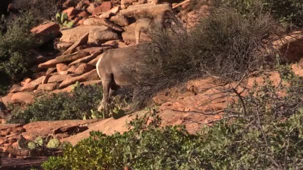 Baran owiec bighorn pustyni — Wideo stockowe