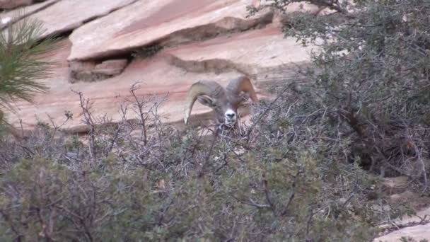 Rama di pecora del Bighorn del deserto — Video Stock