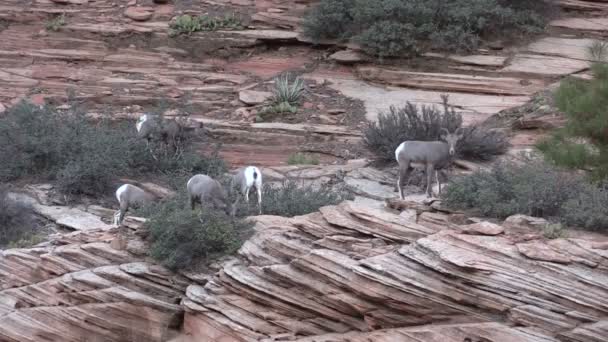 Овцы пустыни Бигхорн — стоковое видео