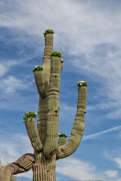 Saguaro 선인장 꽃 — 스톡 사진