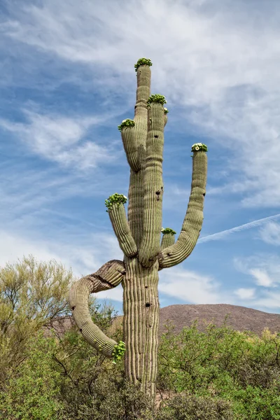 Saguaro Cactus in Bloom — Stock Photo, Image