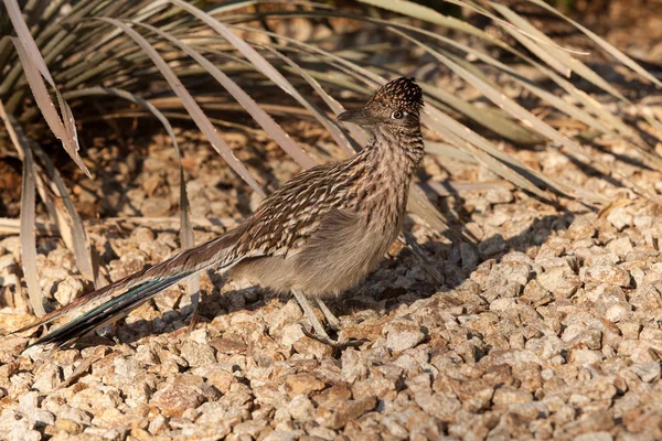 Roadrunner — Stockfoto