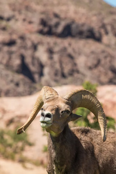 Rama di pecora del Bighorn del deserto — Foto Stock