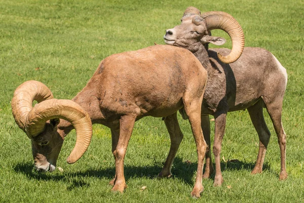 Έρημο bighorn πρόβατα κριάρια — Φωτογραφία Αρχείου