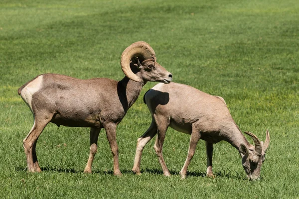 Pustynia ram owiec bighorn i owca — Zdjęcie stockowe