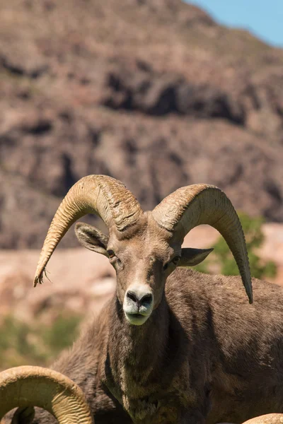 Desert Bighorn Sheep Ram — Stock Photo, Image