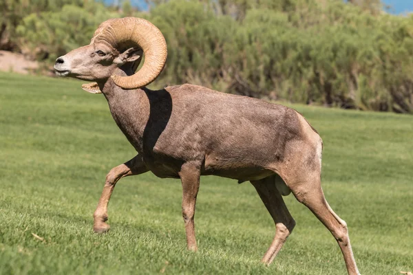 Rama di pecora del Bighorn del deserto — Foto Stock