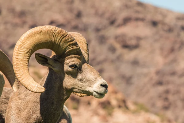 Çöl bighorn koyun ram — Stok fotoğraf