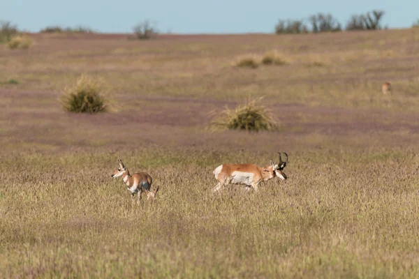 Pronghorn antilope in carreggiata — Foto Stock