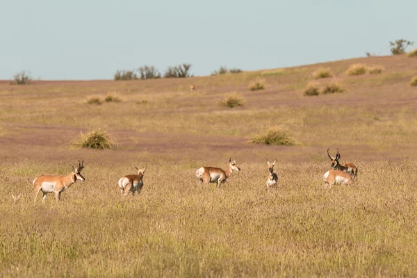 Pronghorn Antelope em Rut — Fotografia de Stock