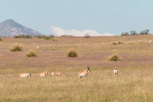 Pronghorn Antelope in Rut — Stock Photo, Image