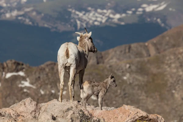 Bighorn juh juh és bárány — Stock Fotó