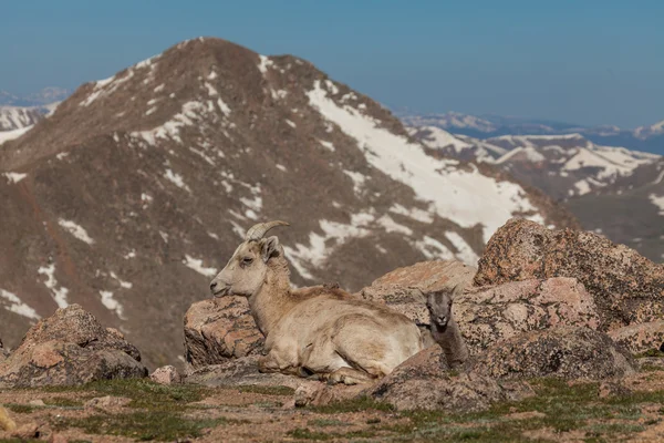 ビッグホーン羊羊と子羊 — ストック写真