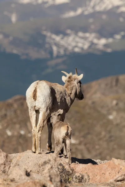 Bighorn juh juh és bárány — Stock Fotó