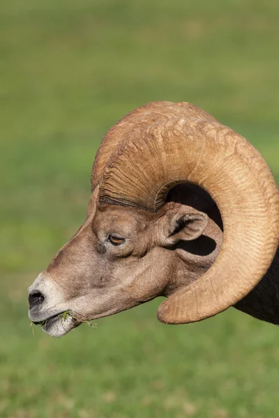 Öken bighorn sheep ram — Stockfoto