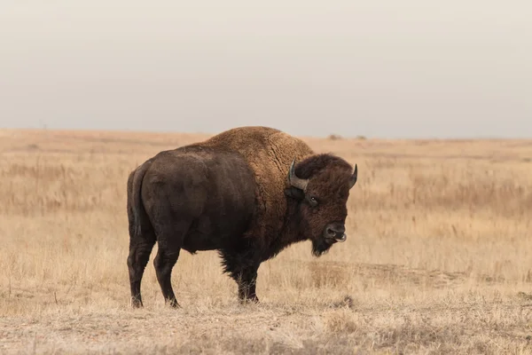 Bison... — Fotografia de Stock