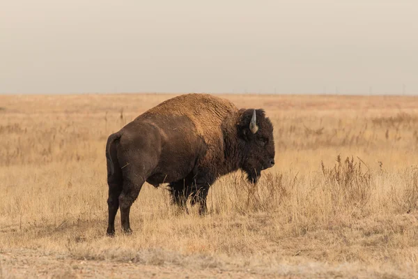 Bisonte — Foto de Stock