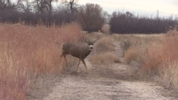 Mule Deer Buck — Stock Video