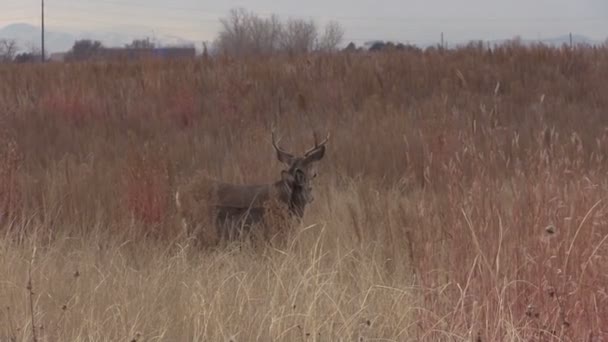 Mulo cervo buck — Video Stock