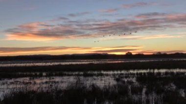 Bosque Del Apache NWR 'de gün doğumu