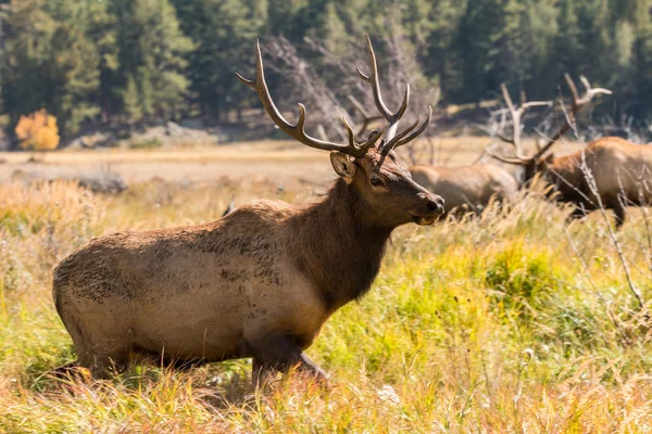 Boğa elk — Stok fotoğraf