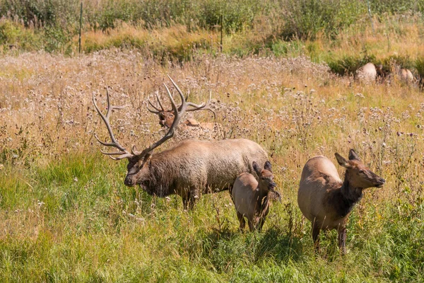 Elk Herd in Rut — Stock Photo, Image