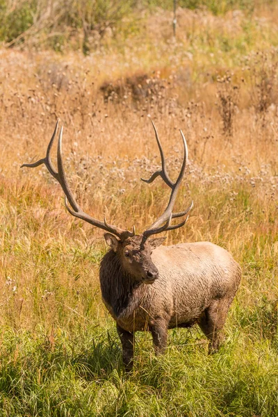 Býk elk — Stock fotografie