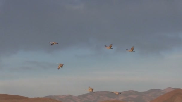 Sandhill Cranes in Flight — Stock Video