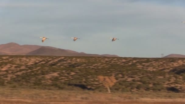 Sandhill kranar under flygning — Stockvideo