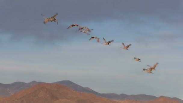 Sandhill Cranes in Flight — Stock Video