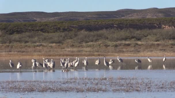 Sandhill Cranes — Stock Video