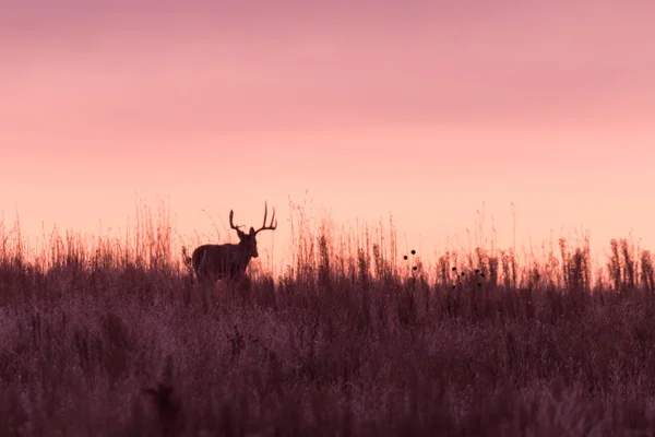 Whitetail Buck in de zonsopgang — Stockfoto