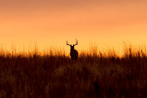 Whitetail Buck i soluppgången — Stockfoto