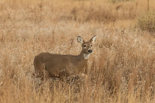 Whitetail Doe — Stock Fotó