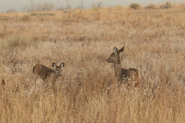 Whitetail Doe dan Fawn — Stok Foto