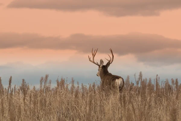 Mule Deer Buck — Stock Photo, Image